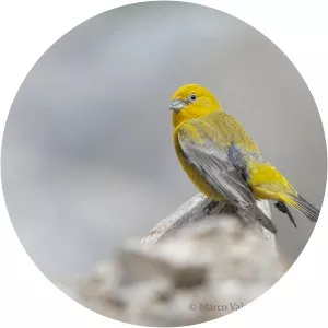 Greater yellow finch