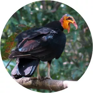 Greater yellowheaded vulture