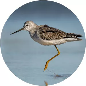 Greater yellowlegs - Birds