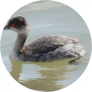Grebes