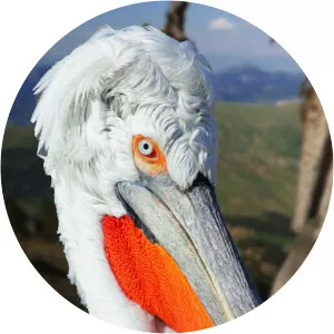 Greece - the Wild SideSince 2020