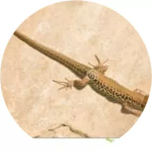 Greek rock lizard