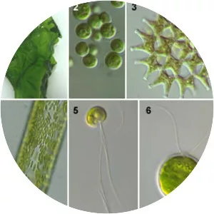 Green algae