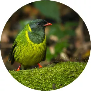 Green-and-black fruiteater - Bird