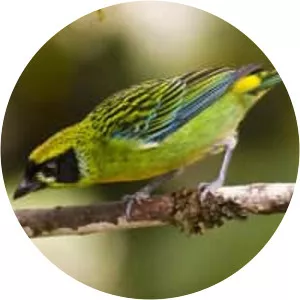 Green-and-gold tanager