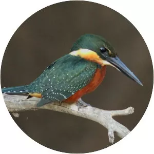 Green-and-rufous kingfisher