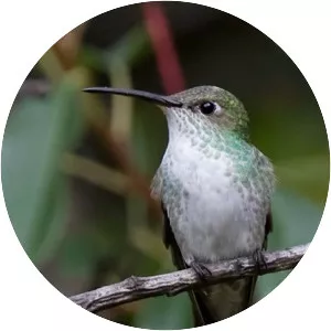 Green-and-white hummingbird