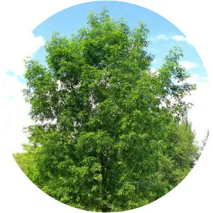 Green Ash