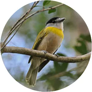 Green-backed becard - Bird