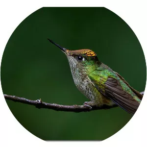 Green-backed firecrown