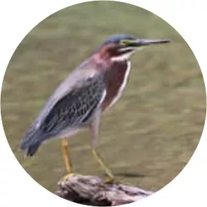 Green-backed herons