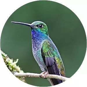 Green-backed hillstar