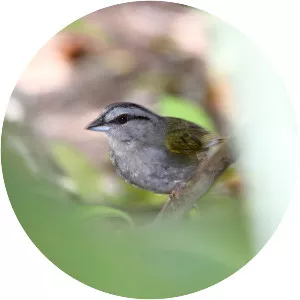 Green-backed sparrow
