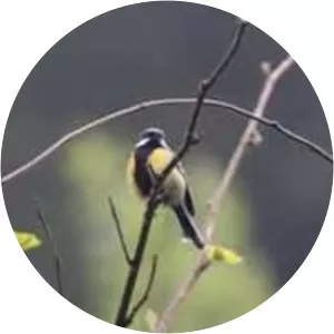 Green-backed tit - Birds