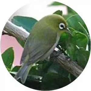 Green-backed white-eye