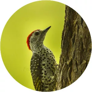 Green-backed woodpecker