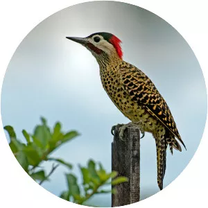 Green-barred woodpecker