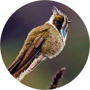 Green-bearded helmetcrest
