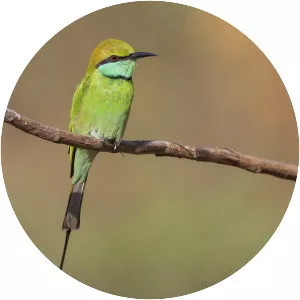 Green bee-eater