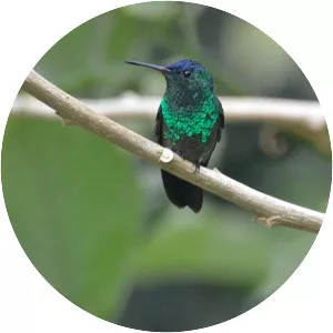 Green-bellied hummingbird - Bird