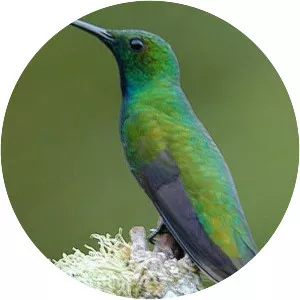 Green-breasted mango