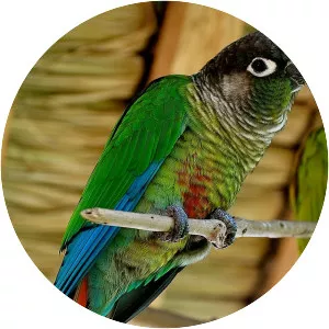 Green-cheeked parakeet