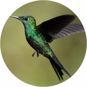 Green-crowned brilliant