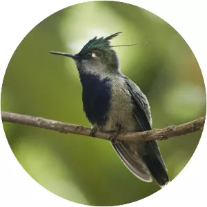 Green-crowned plovercrest