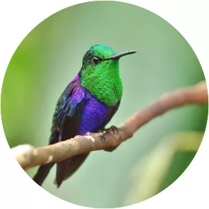Green-crowned woodnymph