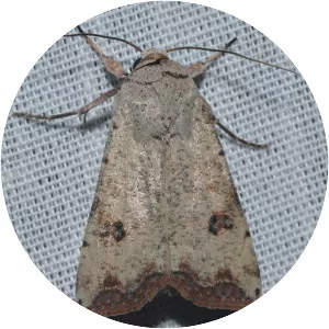 Green cutworm moth