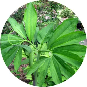 Green dragon - Plants