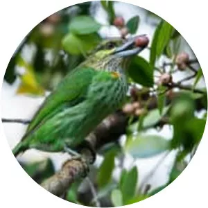 Green-eared barbet - Birds