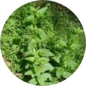 Green Figwort - Plants