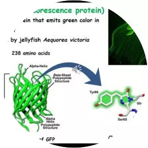 Green fluorescent protein photograph