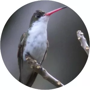 Green-fronted hummingbird