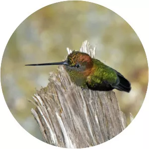 Green-fronted lancebill