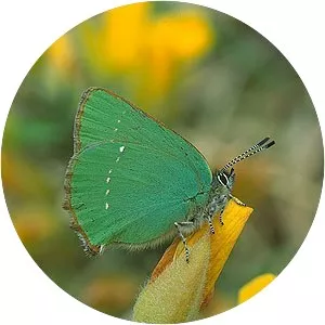 Green hairstreak