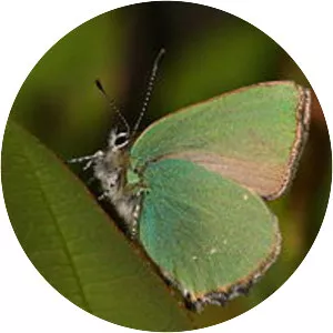 Green hairstreaks