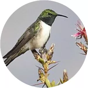 Green-headed hillstar - Bird