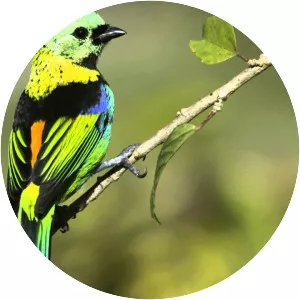 Green-headed tanager
