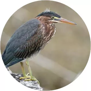 Green heron