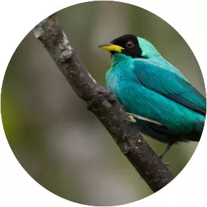 Green honeycreeper