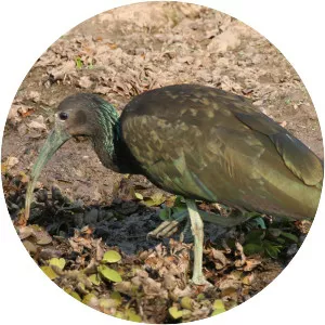 Green ibis