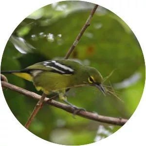 Green iora