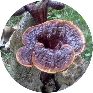 Green Ironwood mushroom