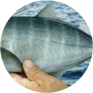 Green jack - Fish