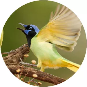 Green jay