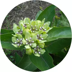 Green milkweed - 