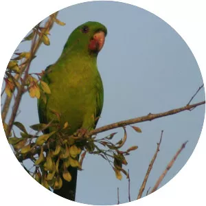 Green parakeet