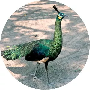 Green peafowl